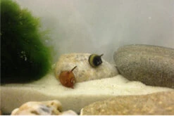 Nano Putz-Truppe: 4x Geweihschnecke + 5x Turmdeckelschnecke -EHEIM || sera || AQUATLANTIS Verkaufsgeschäft IMG 0378