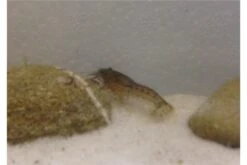 Kleinster Zwergflußkrebs - Cambarellus Diminutus - Paar + Handgemachte Krebshöhle -EHEIM || sera || AQUATLANTIS Verkaufsgeschäft IMG 0479