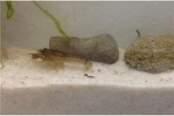 Kleinster Zwergflußkrebs - Cambarellus Diminutus - Paar + Handgemachte Krebshöhle -EHEIM || sera || AQUATLANTIS Verkaufsgeschäft IMG 0481