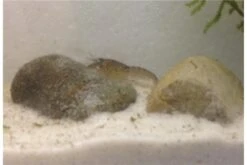 Kleinster Zwergflußkrebs - Cambarellus Diminutus - Paar + Handgemachte Krebshöhle -EHEIM || sera || AQUATLANTIS Verkaufsgeschäft IMG 0482