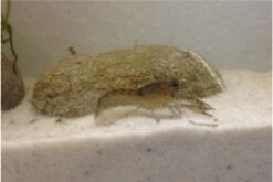 Kleinster Zwergflußkrebs - Cambarellus Diminutus - Paar + Handgemachte Krebshöhle -EHEIM || sera || AQUATLANTIS Verkaufsgeschäft IMG 0485