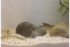 Kleinster Zwergflußkrebs - Cambarellus Diminutus - Paar + Handgemachte Krebshöhle -EHEIM || sera || AQUATLANTIS Verkaufsgeschäft IMG 0486