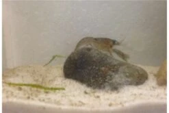 Kleinster Zwergflußkrebs - Cambarellus Diminutus - Paar + Handgemachte Krebshöhle -EHEIM || sera || AQUATLANTIS Verkaufsgeschäft IMG 0487