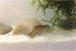 Kleinster Zwergflußkrebs - Cambarellus Diminutus - Paar + Handgemachte Krebshöhle -EHEIM || sera || AQUATLANTIS Verkaufsgeschäft IMG 0488