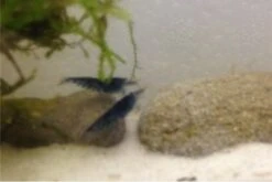 Tiger-Bundle: 10 X Blaue Tigergarnele, Caridina Cf. Cantonensis + Portion Javamoos -EHEIM || sera || AQUATLANTIS Verkaufsgeschäft IMG 0504