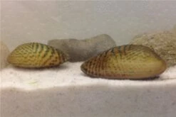 Schwebealgen-Bundle: 2x Ornamentmuscheln + 1 Portion Büschelfarn + 4 Bund-Pflanzen -EHEIM || sera || AQUATLANTIS Verkaufsgeschäft IMG 0509