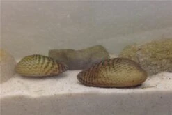 Schwebealgen-Bundle: 2x Ornamentmuscheln + 1 Portion Büschelfarn + 4 Bund-Pflanzen -EHEIM || sera || AQUATLANTIS Verkaufsgeschäft IMG 0510