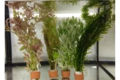 Schwebealgen-Bundle: 2x Ornamentmuscheln + 1 Portion Büschelfarn + 4 Bund-Pflanzen -EHEIM || sera || AQUATLANTIS Verkaufsgeschäft IMG 0520