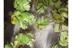 Schwebealgen-Bundle: 2x Ornamentmuscheln + 1 Portion Büschelfarn + 4 Bund-Pflanzen -EHEIM || sera || AQUATLANTIS Verkaufsgeschäft IMG 0523