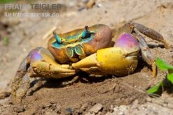 Indonesische Riesenlandkrabbe, Cardisoma Carnifex -EHEIM || sera || AQUATLANTIS Verkaufsgeschäft Indonesische Riesenlandkrabbe Cardisoma carnifex 2