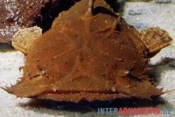 Indonesischer Großmaulwels, Chaca Bankanensis -EHEIM || sera || AQUATLANTIS Verkaufsgeschäft Indonesischer Grossmaulwels Chaca bankanensis 2