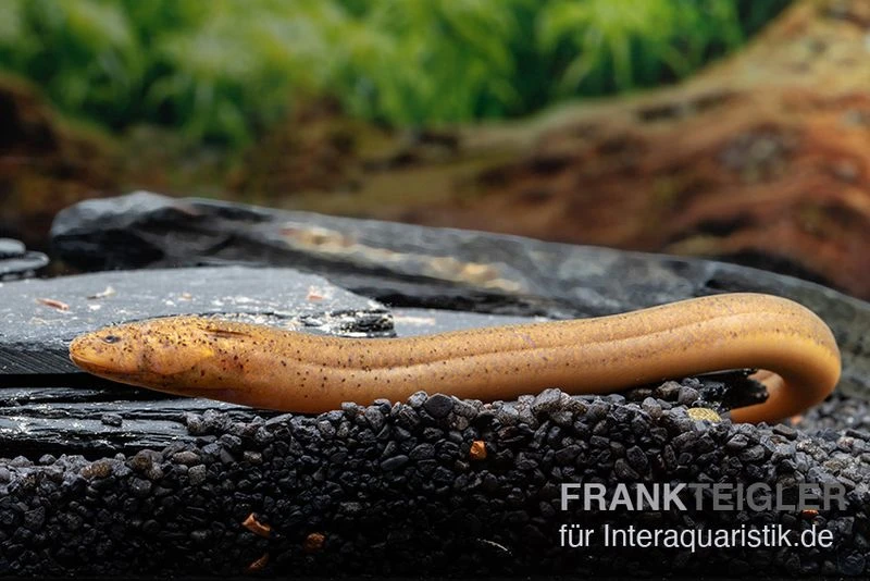 Indonesischer Kurzflossen-Aal, Anguilla Bicolor 1 Indonesischer Kurzflossen-Aal, Anguilla Bicolor