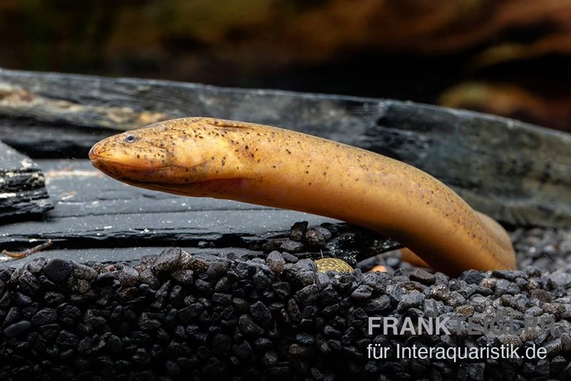 Indonesischer Kurzflossen-Aal, Anguilla Bicolor 2 Indonesischer Kurzflossen-Aal, Anguilla Bicolor – Bild 2
