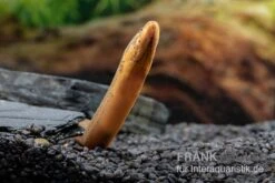 Indonesischer Kurzflossen-Aal, Anguilla Bicolor 5 Indonesischer Kurzflossen-Aal, Anguilla Bicolor -EHEIM || sera || AQUATLANTIS Verkaufsgeschäft Indonesischer Kurzflossen Aal Anguilla bicolor neu 3