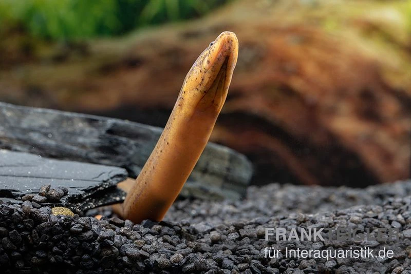 Indonesischer Kurzflossen-Aal, Anguilla Bicolor 3 Indonesischer Kurzflossen-Aal, Anguilla Bicolor – Bild 3