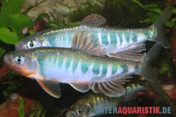 Japanischer Drachenfisch, Zacco Platypus (Kaltwasser & Warmwasser), 7-10 Cm 7 Japanischer Drachenfisch, Zacco Platypus (Kaltwasser & Warmwasser), 7-10 Cm -EHEIM || sera || AQUATLANTIS Verkaufsgeschäft Japanischer Drachenfisch Zacco platypus neu 1