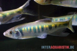 Japanischer Drachenfisch, Zacco Platypus (Kaltwasser & Warmwasser), 7-10 Cm 6 Japanischer Drachenfisch, Zacco Platypus (Kaltwasser & Warmwasser), 7-10 Cm -EHEIM || sera || AQUATLANTIS Verkaufsgeschäft Japanischer Drachenfisch Zacco platypus neu 2