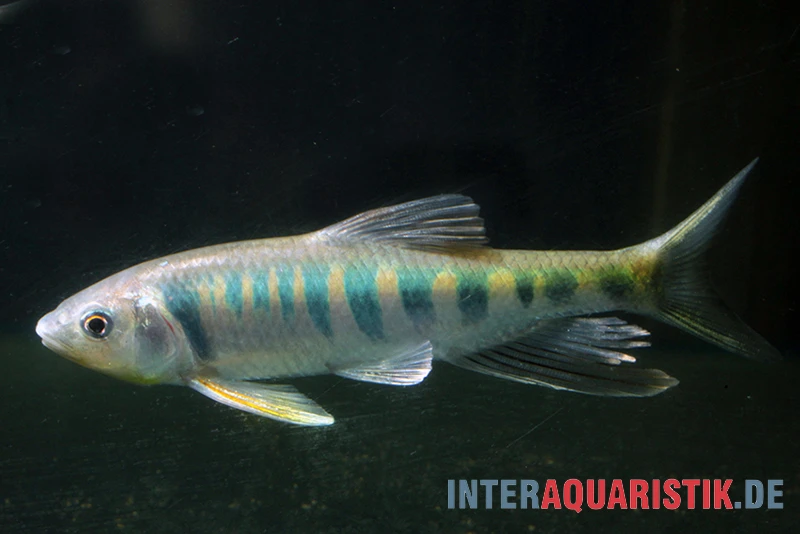 Japanischer Drachenfisch, Zacco Platypus (Kaltwasser & Warmwasser), 7-10 Cm 2 Japanischer Drachenfisch, Zacco Platypus (Kaltwasser & Warmwasser), 7-10 Cm – Bild 2