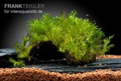 Oranger Zwergflußkrebs - Cambarellus CPO-Paar + Bepflanzte Kokosnusshöhle -EHEIM || sera || AQUATLANTIS Verkaufsgeschäft Javamoos Vesicularia dubyana auf Kokosnusshoehle neu 2