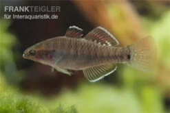 Kaisergrundel, Hypseleotris Compressa, 4-5 Cm -EHEIM || sera || AQUATLANTIS Verkaufsgeschäft Kaisergrundel Hypseleotris compressa