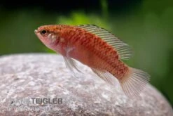 Kajal-Zwergblaubarsch, Dario Kajal (paarweise) -EHEIM || sera || AQUATLANTIS Verkaufsgeschäft Kajal Zwergblaubarsch Dario kajal 3