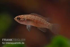 Kajal-Zwergblaubarsch, Dario Kajal (paarweise) -EHEIM || sera || AQUATLANTIS Verkaufsgeschäft Kajal Zwergblaubarsch Dario kajal 4