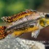 Kakaduzwergbuntbarsch Rot, Apistogramma Cacatuoides, Paarweise