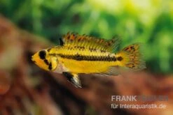 Kakaduzwergbuntbarsch Rot, Apistogramma Cacatuoides, Paarweise -EHEIM || sera || AQUATLANTIS Verkaufsgeschäft Kakaduzwergbuntbarsch rot Apistogramma cacatuoides paarweise 3