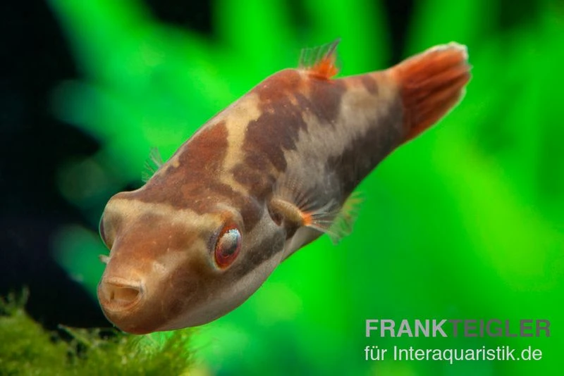 Kammkugelfisch, Carinotetraodon Irrubesco (Rotschwanzkugelfisch) 1 Kammkugelfisch, Carinotetraodon Irrubesco (Rotschwanzkugelfisch)