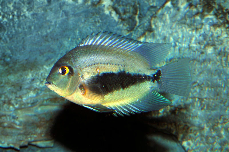Keilfleckbuntbarsch, Uaru Amphiacanthoides 1 Keilfleckbuntbarsch, Uaru Amphiacanthoides