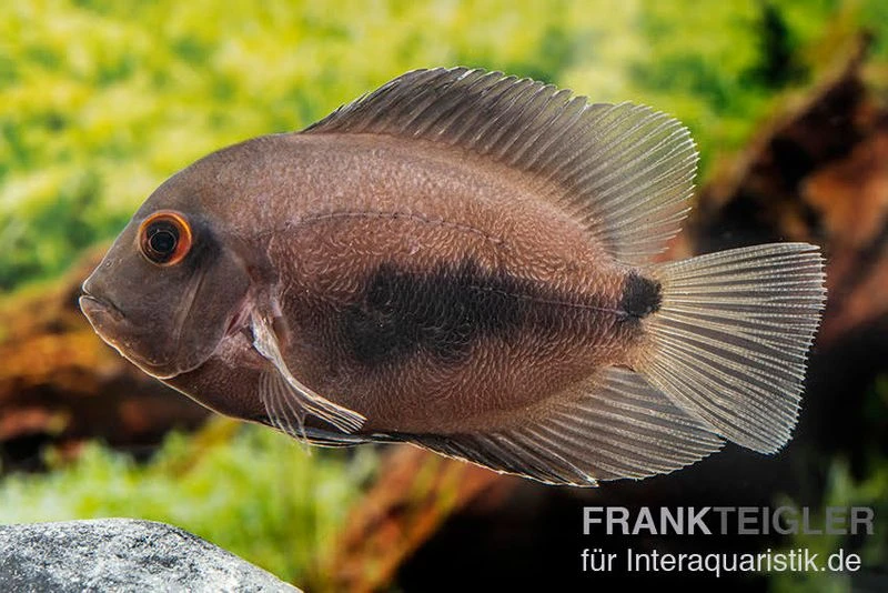 Keilfleckbuntbarsch, Uaru Amphiacanthoides 2 Keilfleckbuntbarsch, Uaru Amphiacanthoides – Bild 2