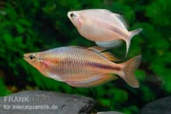 Kiura-Regenbogenfisch, Melanotaenia Cf. Goldiei "Kiura", 5 Tiere -EHEIM || sera || AQUATLANTIS Verkaufsgeschäft Kiura Regenbogenfisch Melanotaenia cf goldiei Kiura 2 Paare 2