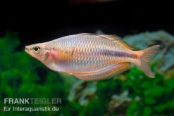 Kiura-Regenbogenfisch, Melanotaenia Cf. Goldiei "Kiura", 5 Tiere -EHEIM || sera || AQUATLANTIS Verkaufsgeschäft Kiura Regenbogenfisch Melanotaenia cf goldiei Kiura 2 Paare 3