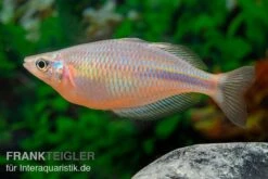 Kiura-Regenbogenfisch, Melanotaenia Cf. Goldiei "Kiura", 5 Tiere -EHEIM || sera || AQUATLANTIS Verkaufsgeschäft Kiura Regenbogenfisch Melanotaenia cf goldiei Kiura 2 Paare 5