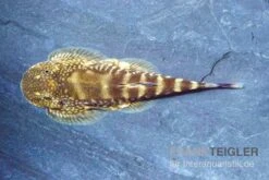 Kleiner Borneo Flossensauger, Pseudogastromyzon Ctenocephalus, 3er Gruppe -EHEIM || sera || AQUATLANTIS Verkaufsgeschäft Kleiner Borneo Flossensauger Pseudogastromyzon ctenocephalus 3 Stueck