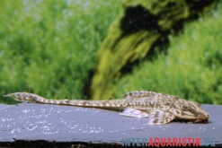 Kleiner Hexenwels, Rineloricaria Parva