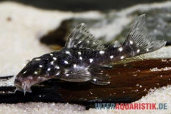 Kleiner Orinoco-Saugwels, L 280, Micracanthicus Vandragti -EHEIM || sera || AQUATLANTIS Verkaufsgeschäft Kleiner Orinoco Saugwels L 280 Micracanthicus vandragti 3