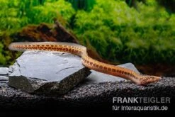 Kongo-Stachelaal, Mastacembelus Cf. Greshoffi (Kongo) -EHEIM || sera || AQUATLANTIS Verkaufsgeschäft Kongo Stachelaal Mastacembelus cf greshoffi Kongo 1