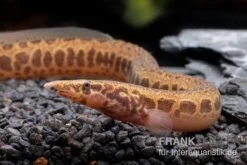 Kongo-Stachelaal, Mastacembelus Cf. Greshoffi (Kongo) -EHEIM || sera || AQUATLANTIS Verkaufsgeschäft Kongo Stachelaal Mastacembelus cf greshoffi Kongo 2