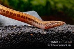 Kongo-Stachelaal, Mastacembelus Cf. Greshoffi (Kongo) -EHEIM || sera || AQUATLANTIS Verkaufsgeschäft Kongo Stachelaal Mastacembelus cf greshoffi Kongo 5