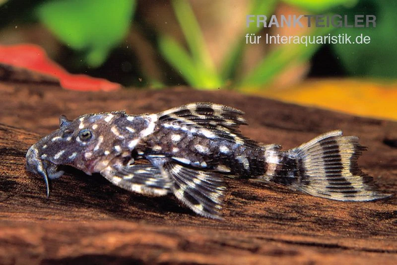 Variegatus-Kaktuswels, L65, Pseudacanthicus Sp. Variegatus, 10-15 Cm 1 Variegatus-Kaktuswels, L65, Pseudacanthicus Sp. Variegatus, 10-15 Cm