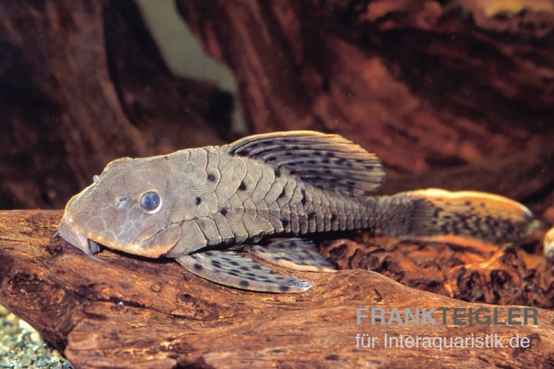 Wels L95 Rotbart-Tannenzapfenwels,Pseudorinelepsis Pellegrini 1 Wels L95 Rotbart-Tannenzapfenwels,Pseudorinelepsis Pellegrini