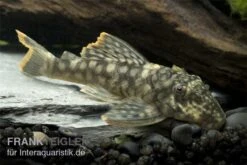Orinoko-Guyanaharnischwels, Guyanancistrus Guahiborum "L106" -EHEIM || sera || AQUATLANTIS Verkaufsgeschäft L 106 Orinoko Guyanaharnischwels Guyanancistrus gua
