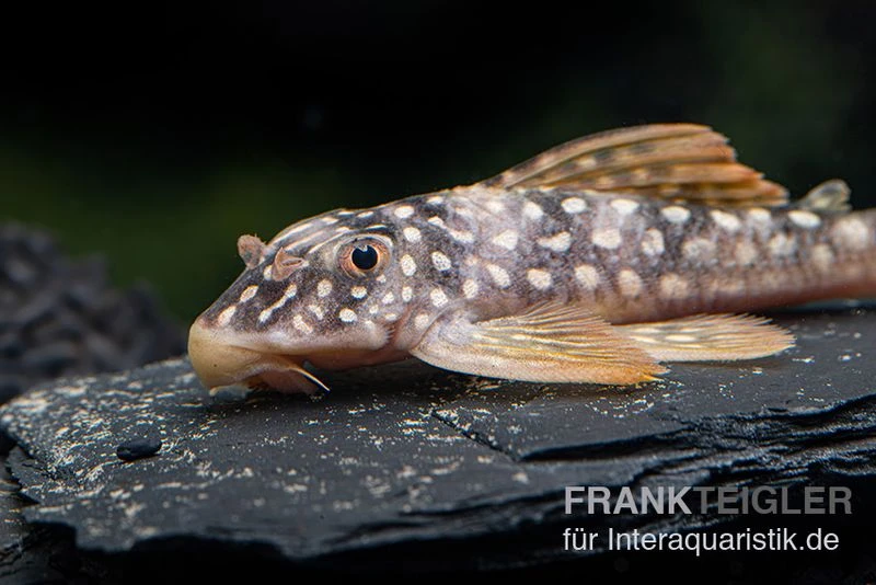 Sunshine Pleco, Sonnenwels, L14, Scobiancistrus Aureatus 2 Sunshine Pleco, Sonnenwels, L14, Scobiancistrus Aureatus – Bild 2
