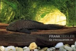 Wels L152 Orinoko-Tannenzapfenwels, Pseudorinelepis Genibarbis 7 Wels L152 Orinoko-Tannenzapfenwels, Pseudorinelepis Genibarbis -EHEIM || sera || AQUATLANTIS Verkaufsgeschäft L 152 Pseudorinelepis sp 2