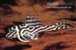 Zebra-Harnischwels, Hypancistrus Spec. L173b "NEW ZEBRA", 4-5 Cm -EHEIM || sera || AQUATLANTIS Verkaufsgeschäft L 173 Hypancistrus sp NEW ZEBRA