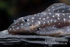 Orinoco-Engelsharnischwels, L201, Hypancistrus Sp. -EHEIM || sera || AQUATLANTIS Verkaufsgeschäft L 201 Hypancistrus spec 4