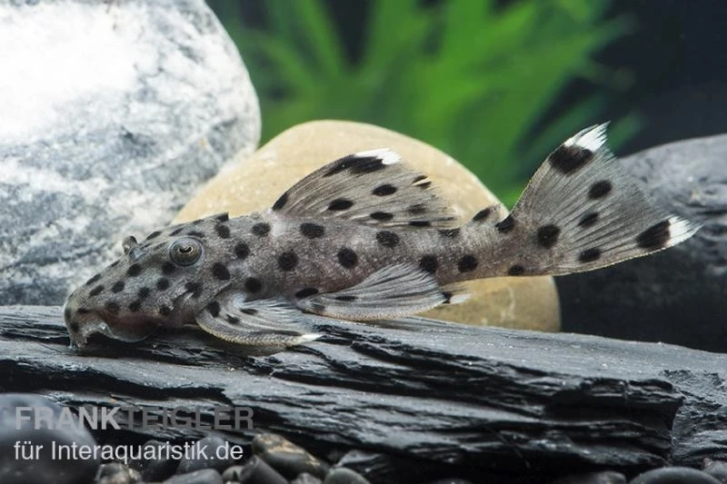 Wels L 264 Weißspitzen-Rüsselzahnwels, Leporacanthicus Joselimai 1 Wels L 264 Weißspitzen-Rüsselzahnwels, Leporacanthicus Joselimai