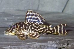 L270 Schokoladen-Zebrawels, Hypancistrus Sp. 5 L270 Schokoladen-Zebrawels, Hypancistrus Sp. -EHEIM || sera || AQUATLANTIS Verkaufsgeschäft L 270 Hypancistrus sp