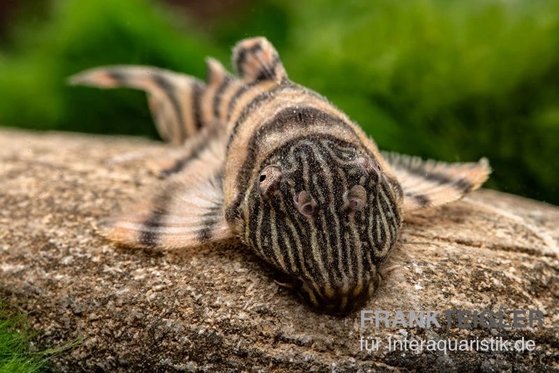 Harnischwels, L397, Panaqolus Sp. 2 Harnischwels, L397, Panaqolus Sp. – Bild 2